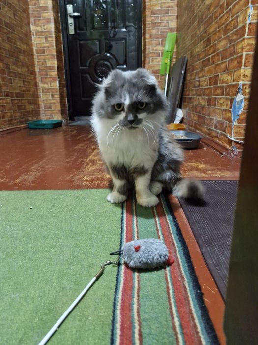 Котенок и мама кошка стерилизованная