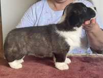 Welsh Corgi Cardigan , urocza pregowana suczka FCI