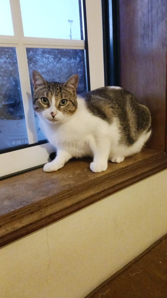 Pintas- gatinhos macho com 6 meses muito meigo para adoção