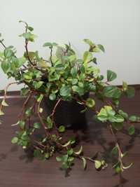 Peperomia tępolistna