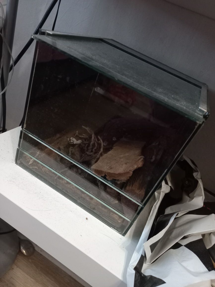 Terrarium dla pająka