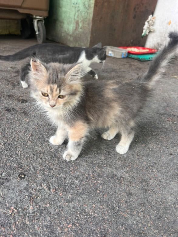 Кошенята в хорошу родину!!!