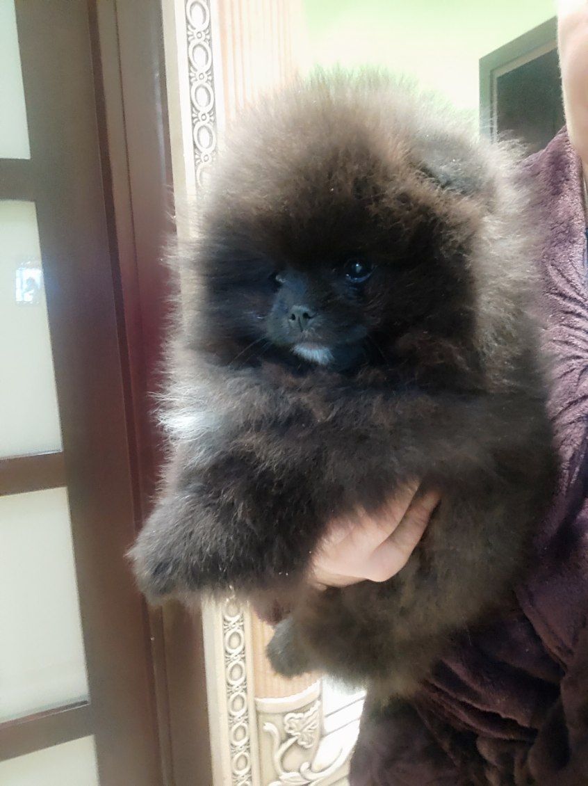 Piesek pomeranian FCI przecudny