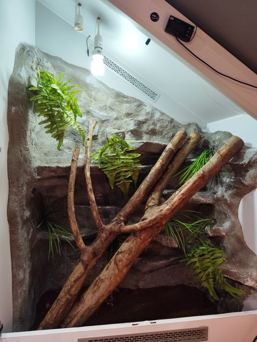 Terrarium tropikalne dla jaszczurek