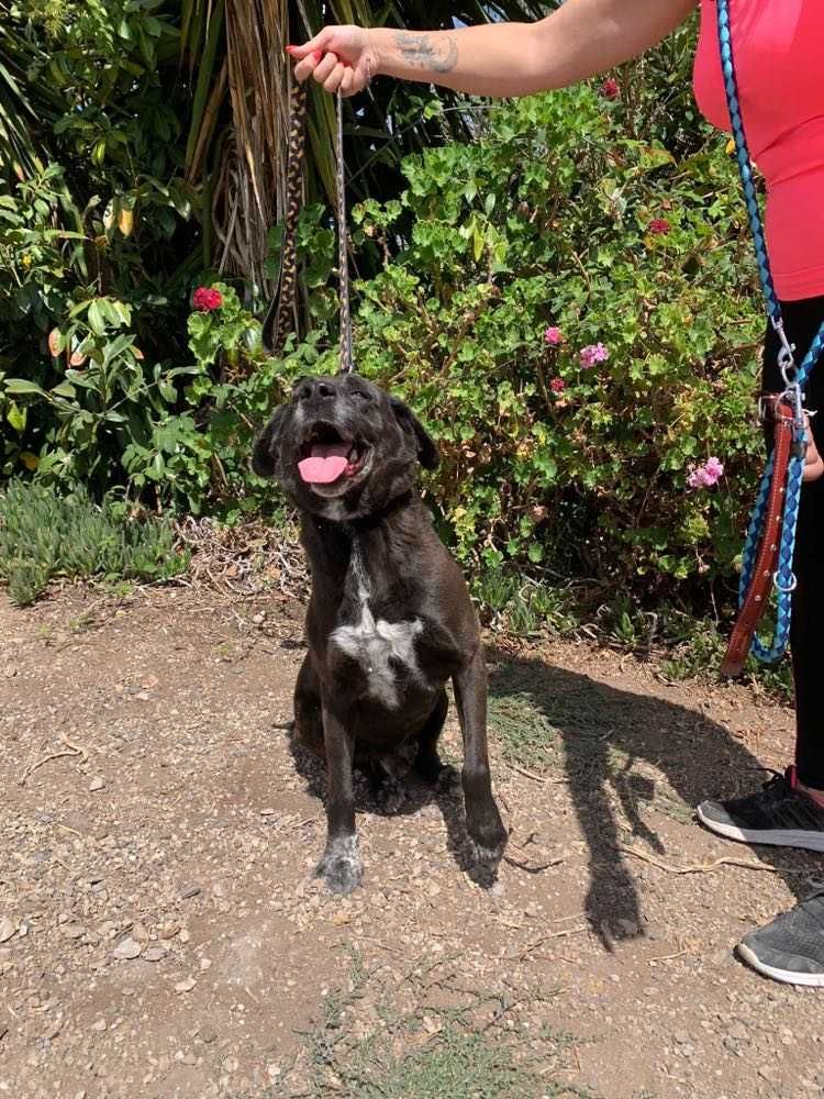 Lucky - cão médio para adoção