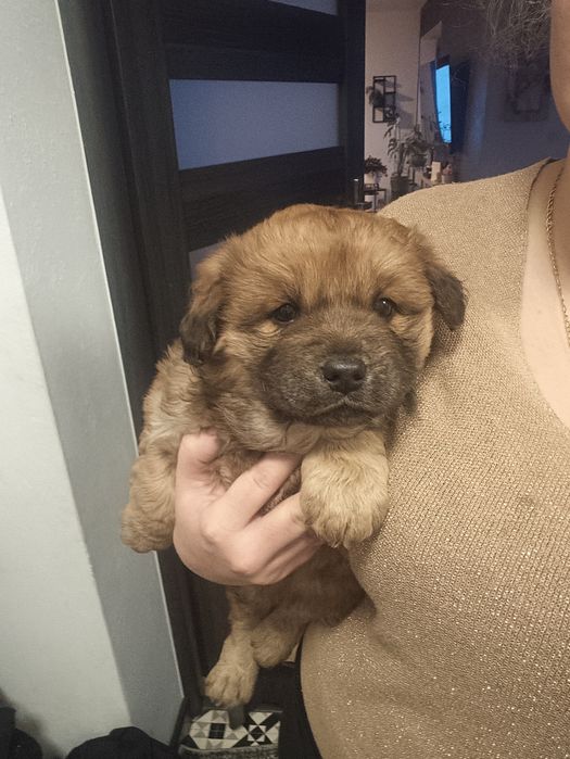 Pieski po chów chow na ostatnim zdjęciu matka