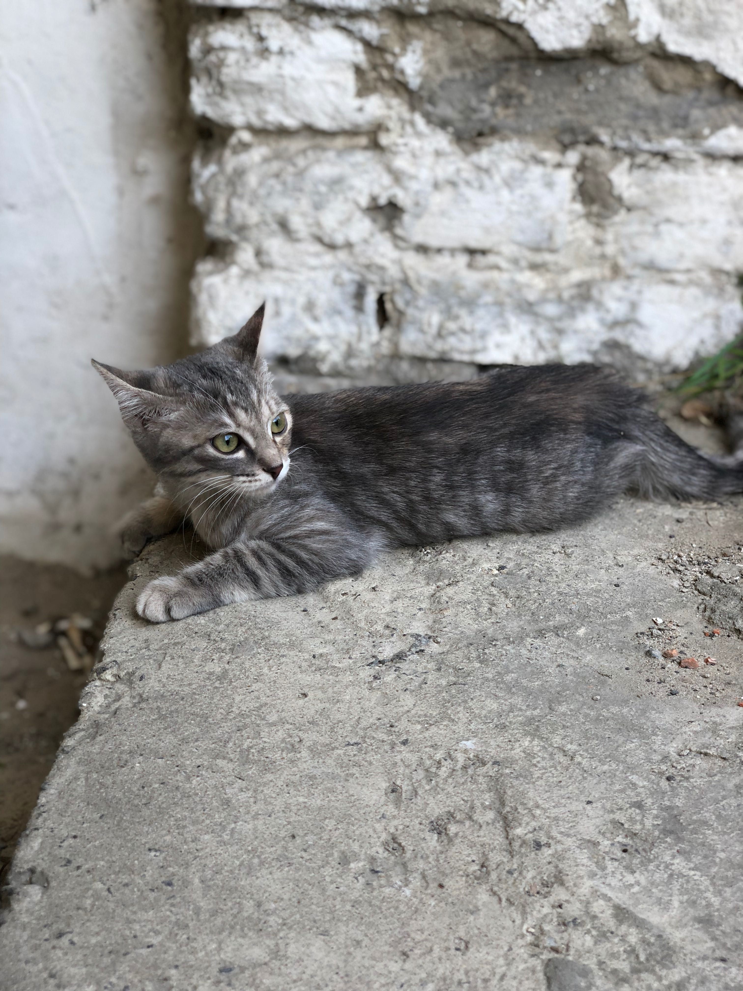 Кошеня шукає свій дім