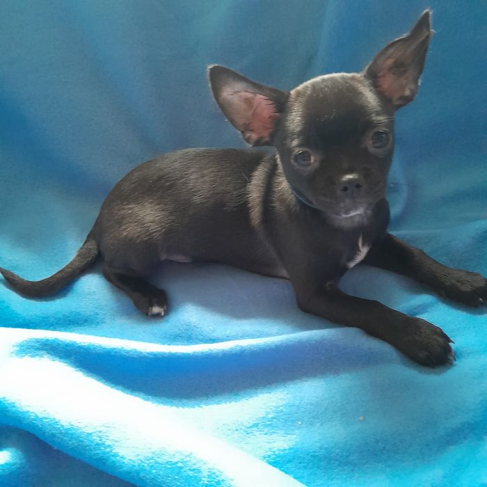 Śliczny piesek Chihuahua