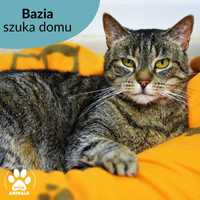 Kochana kotka do adopcji! Poznajcie Bazię!