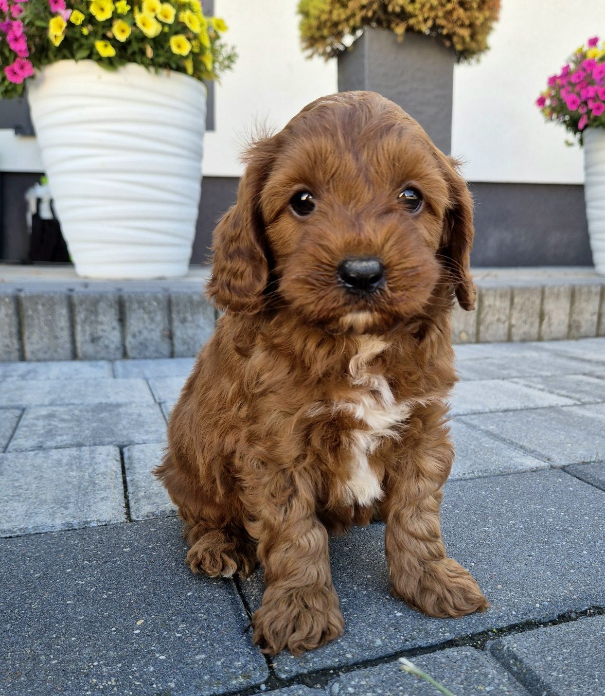 Cavapoo Samczyk F1B