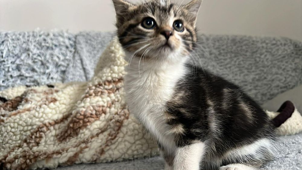 Kotki do PILNEJ adopcji