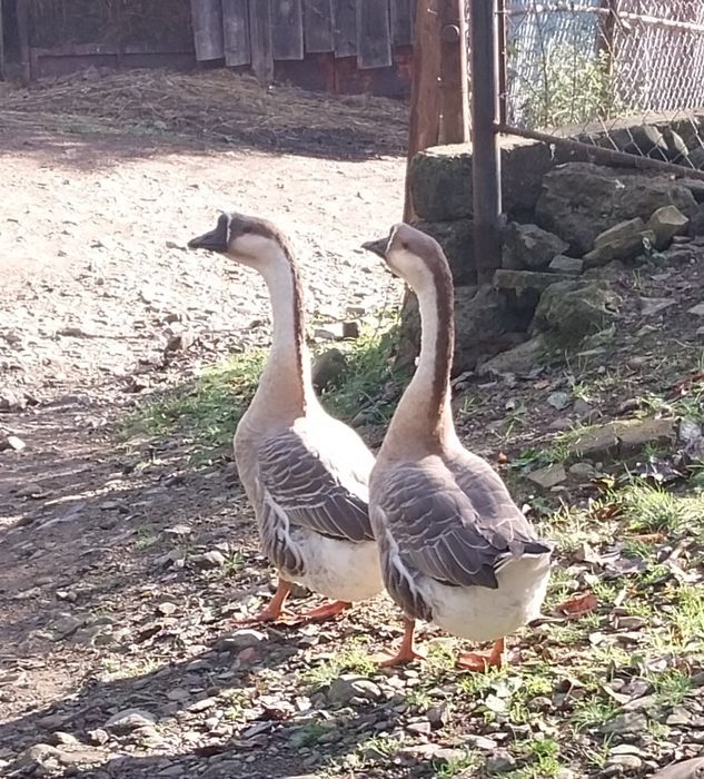 Продам двоє гусей