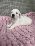 Golden Retriever FCI ZKwP Piesek po Championie Polski
