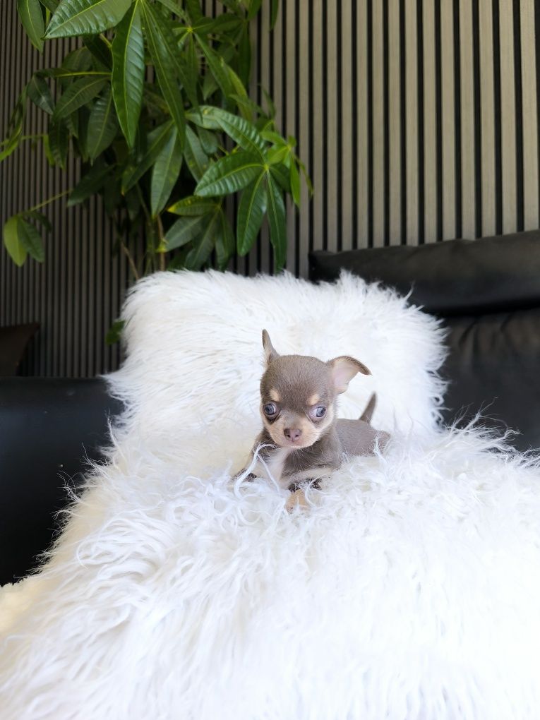 Chihuahua mini. Menina Lilac Tan.Cabeça de maçã. Perfeita!