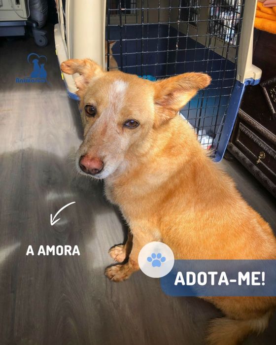 Amora cadela porte medio para adocao