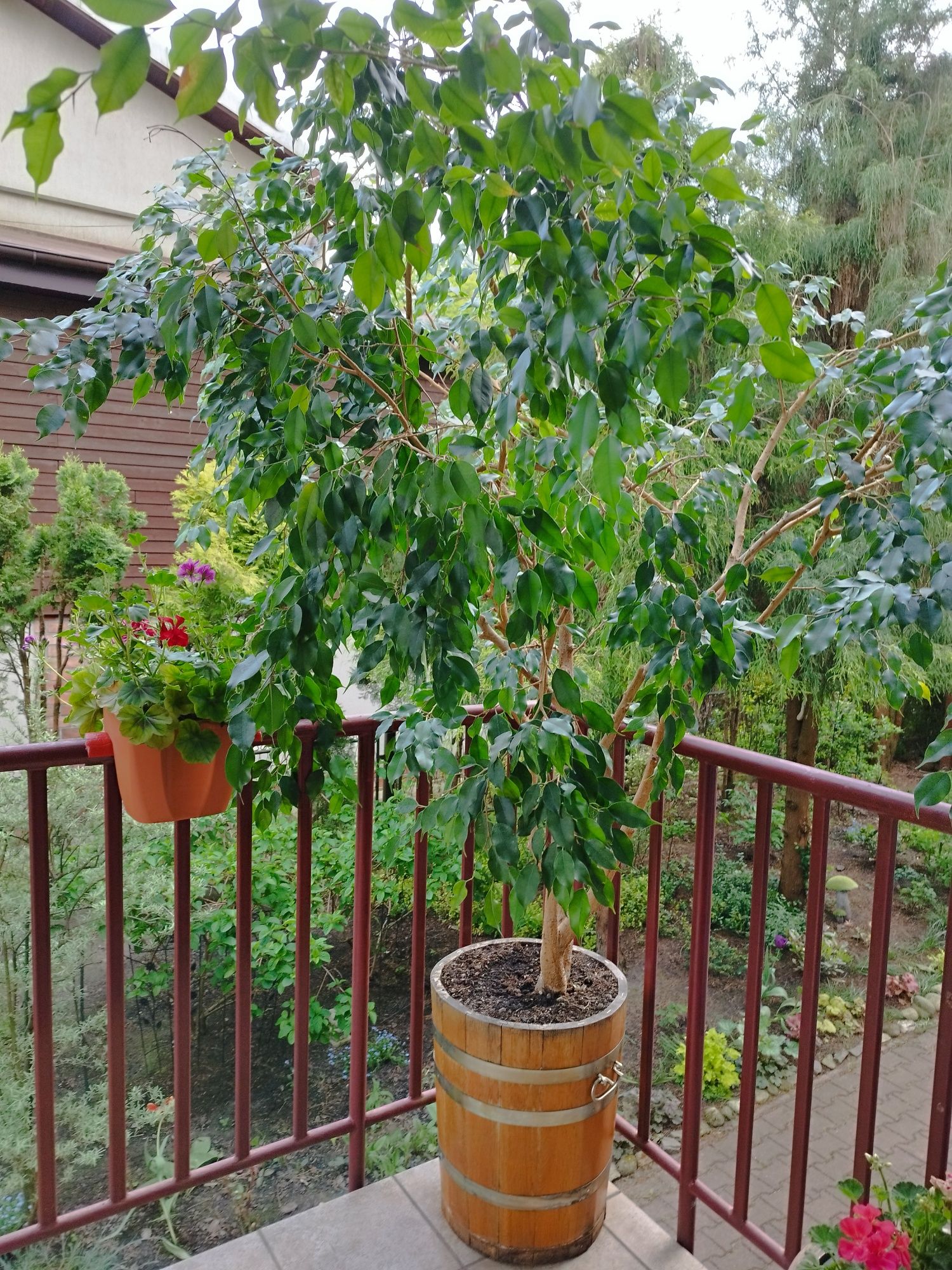 Ficus Benjamina z donicą