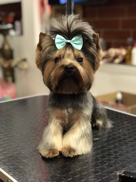 Міні йорк, маленький принц