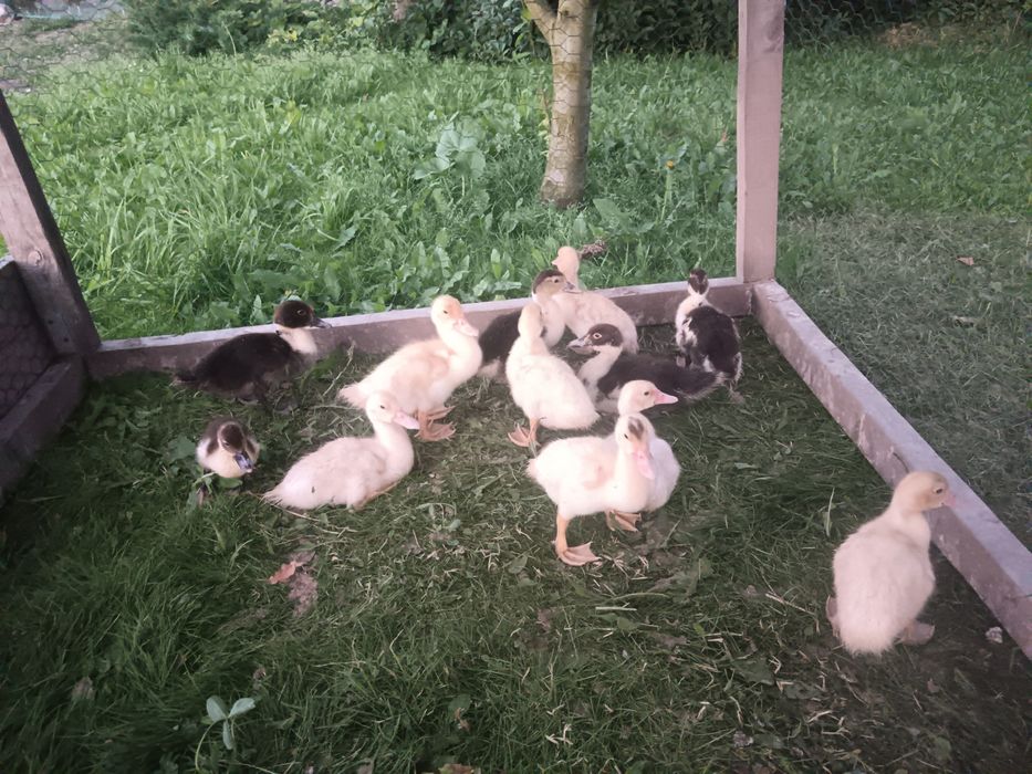 Kaczka piżmowa 12 sztuk