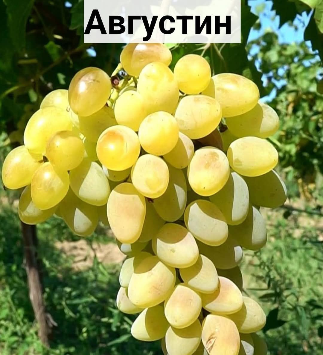 Саджанці винограду