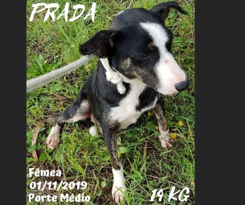 Cadela Porte Médio (14kg) Para Adoção (Prada)