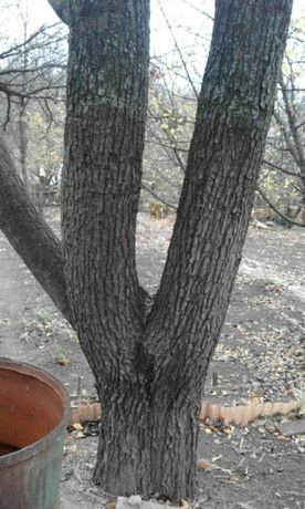 Дерево груша(спил,переработка)