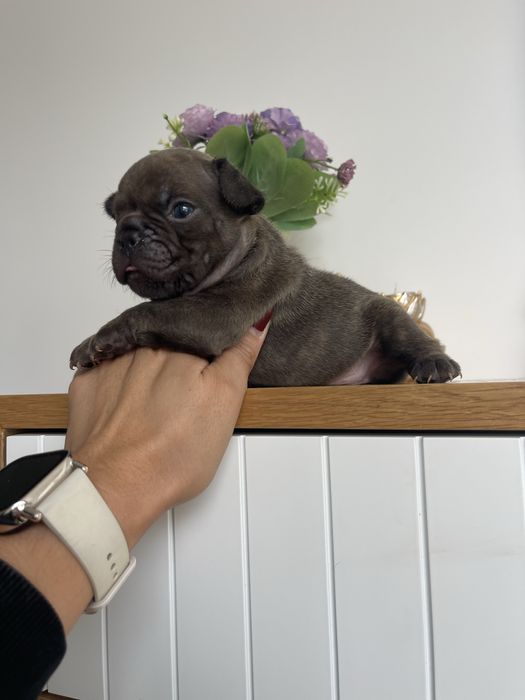 Bulldog  frances  chocolate  brindle