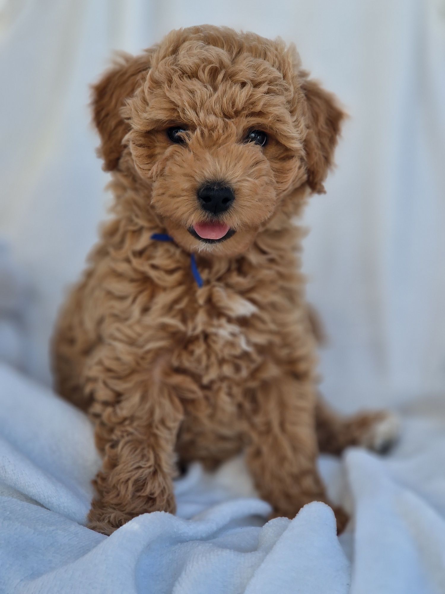 Bichpoo Poochon Bichon Frise Pudel Toy jak Maltipoo piesek
