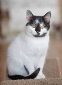 котик Анчоус, 1 год котичка, котенок, замечательный кот