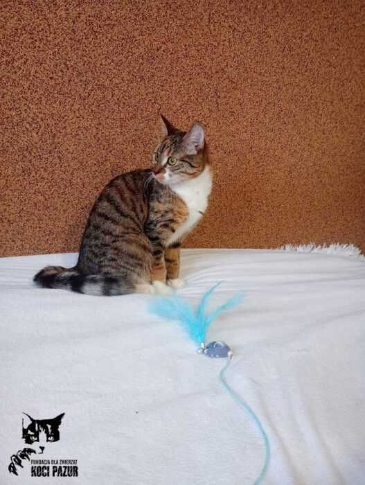Rhaega - kotka, kot, kotek do adopcji