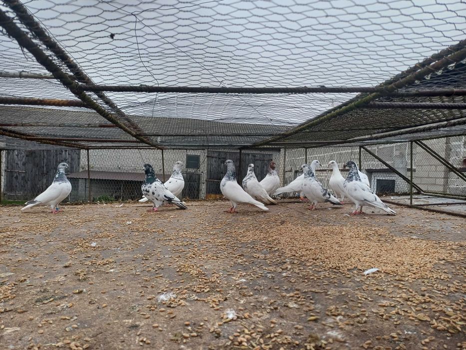 Gołebie lotne peszty