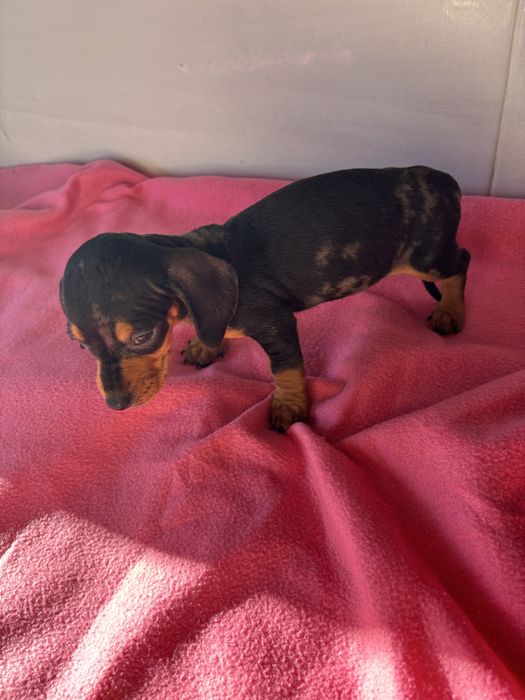 Teckel femea miniatura