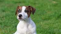 Piesek Jack Russell Terrier/BREFIO z kompletem szczepień