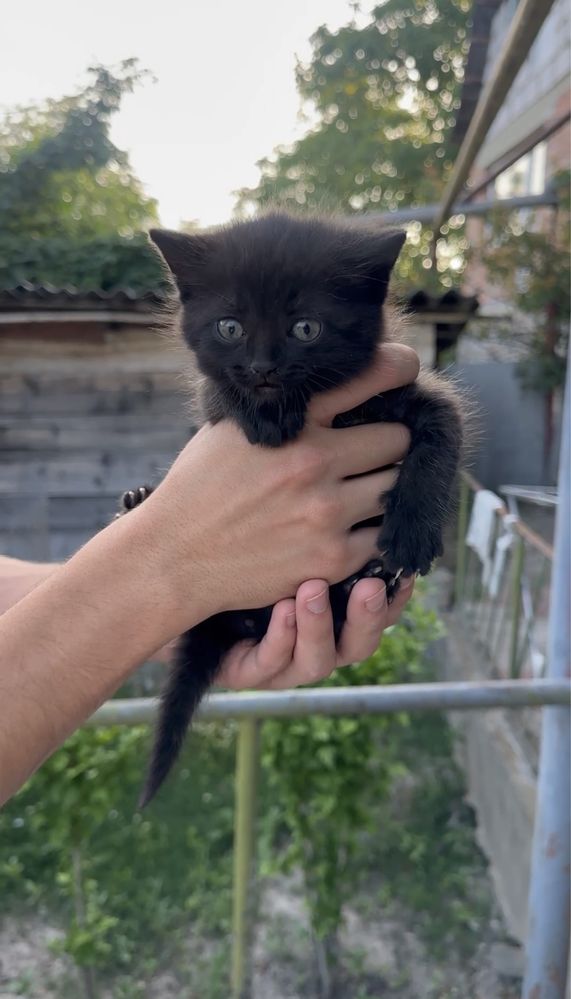 Гарні кошенята
