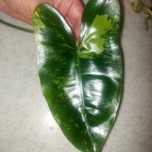 Filodendron burle marx variegata