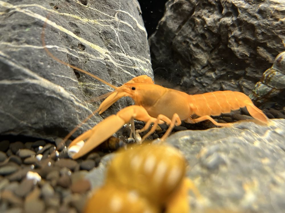 Rak Cherax Holthuisi/rak morelowy/Apricot młode okazy