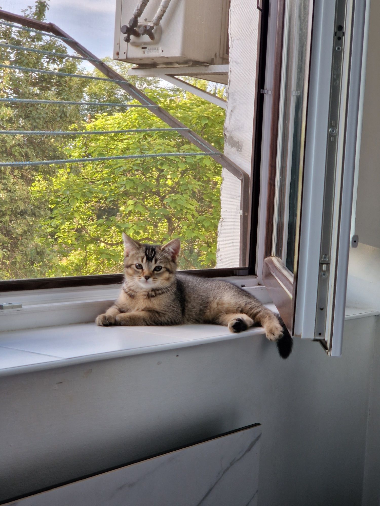 Британські кошенята