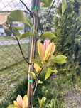Magnolia woodsman