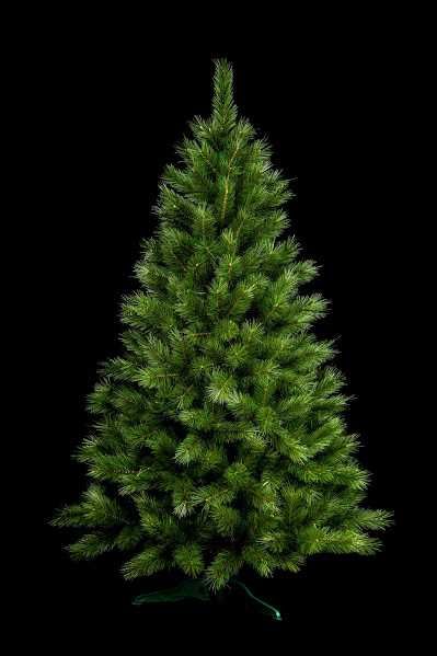 Сосна канадська 1,5-2,5м