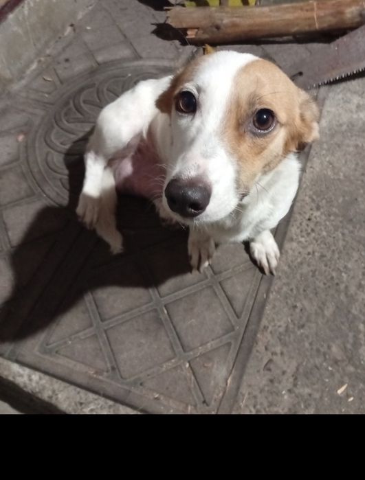 Цуцики Джек Рассел Тер'єр