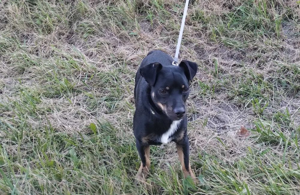 Piesek mieszany czarny