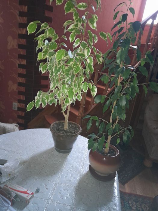 Фикус Бенджамина с горшком