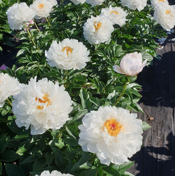 Саджанці сортових піонів