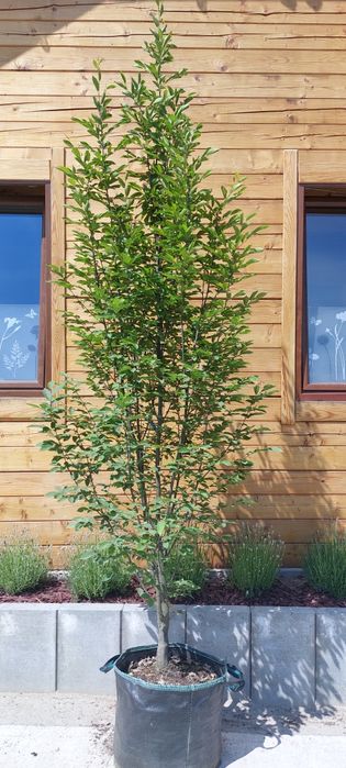 Grab pospolity / Carpinus betulus 'Fastigiata'