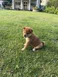 Piesek Shiba inu Rezerwacja
