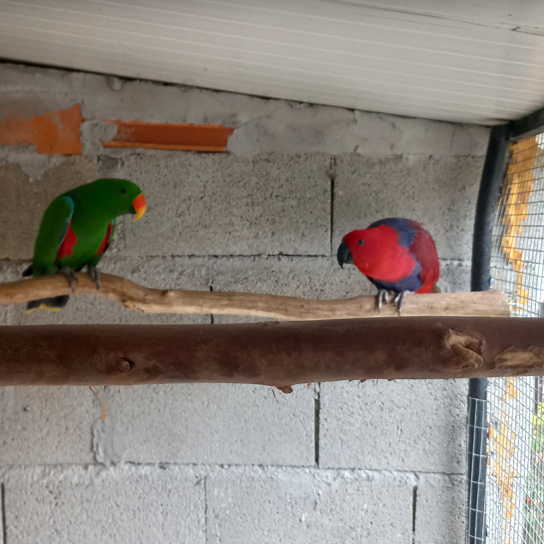 Casal de papagaios ecletus reprodutor