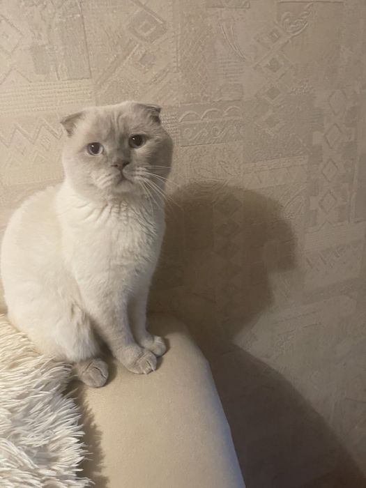 кіт  шотландский вислоухий