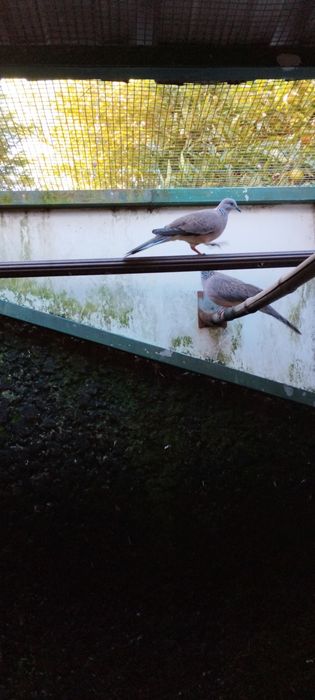 Casal de rolas ponteadas