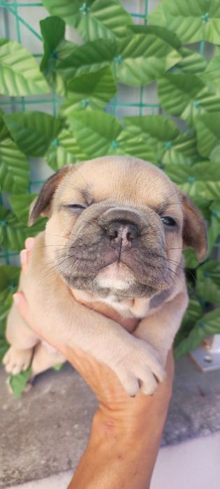 Bulldog francês fêmea