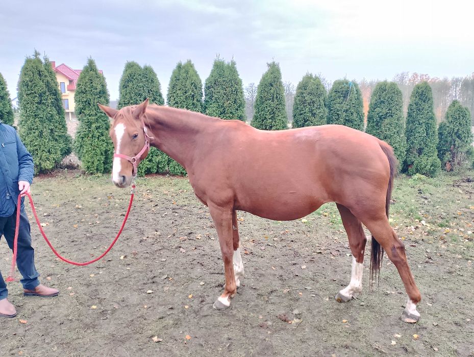 Klacz hanowerska z klaczką