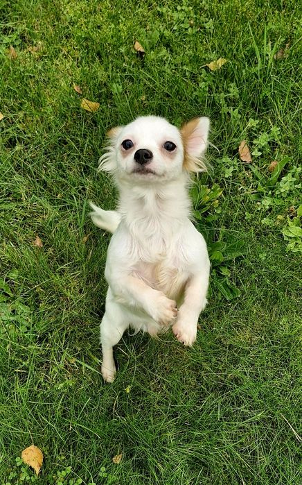 Chihuahua - długowłosa, biała, samiec